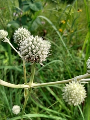 Eryngium yuccifolium