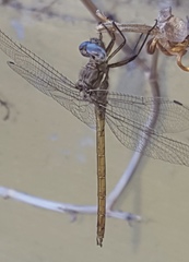 Macrothemis inacuta