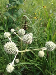 Eryngium yuccifolium