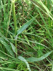 Eryngium yuccifolium