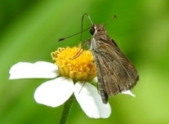 Callimormus saturnus