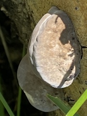 Fomitopsis schrenkii