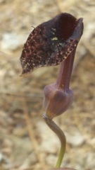 Aristolochia taliscana