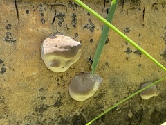 Fomitopsis schrenkii