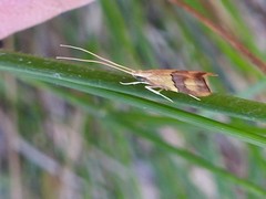 Crocanthes prasinopis