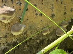 Fomitopsis schrenkii