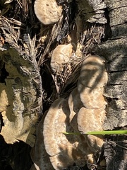 Fomitopsis schrenkii