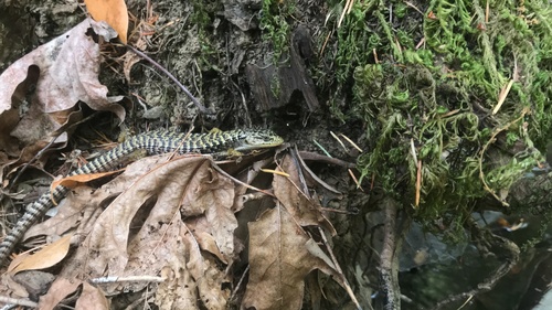 iNaturalist observation photo of Northern Alligator Lizard
