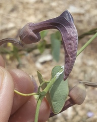 Aristolochia taliscana