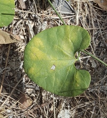 Aristolochia taliscana