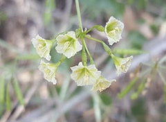 Commicarpus scandens