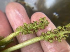 Potamogeton richardsonii