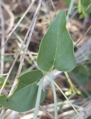 Commicarpus scandens