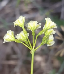 Commicarpus scandens