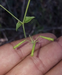 Commicarpus scandens
