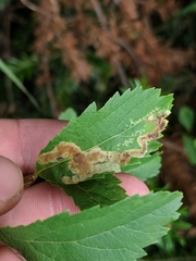 Agromyza valdorensis