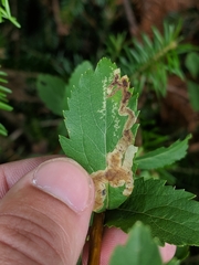 Agromyza valdorensis