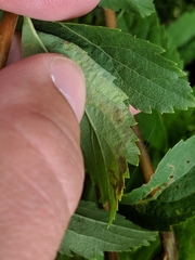 Agromyza valdorensis