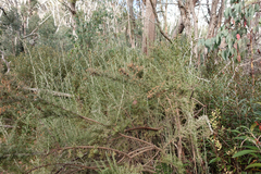 Ozothamnus secundiflorus