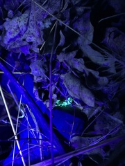 Serradigitus gertschi