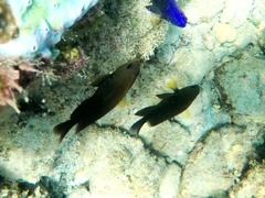 Stegastes rectifraenum