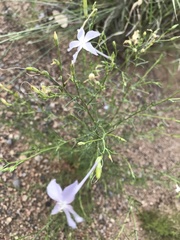 Ipomopsis longiflora