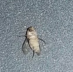photo of Scaled Hump-backed Fly (Megaselia scalaris)