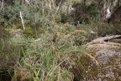 Ozothamnus secundiflorus