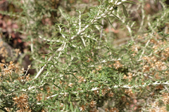 Ozothamnus secundiflorus