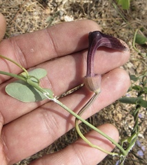 Aristolochia taliscana