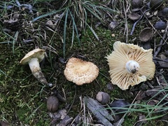 Russula earlei