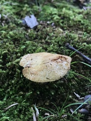 Russula earlei
