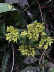 Calceolaria perfoliata