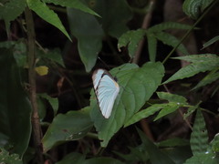 Itaballia demophile centralis