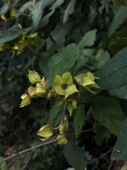 Calceolaria perfoliata