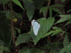 Itaballia demophile centralis