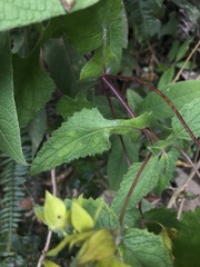 Calceolaria perfoliata