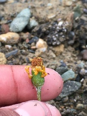 Packera hyperborealis