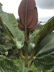 Meriania macrophylla peltata