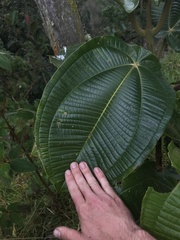 Meriania macrophylla peltata