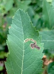 Agromyza valdorensis