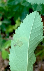 Agromyza valdorensis