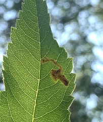 Agromyza valdorensis