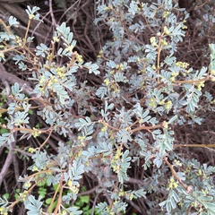 Senna artemisioides coriacea
