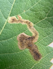 Agromyza valdorensis