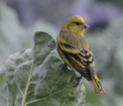 Serinus flavivertex
