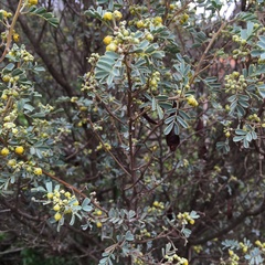 Senna artemisioides coriacea