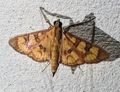 Prenesta scyllalis