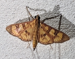 Prenesta scyllalis