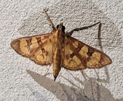 Prenesta scyllalis